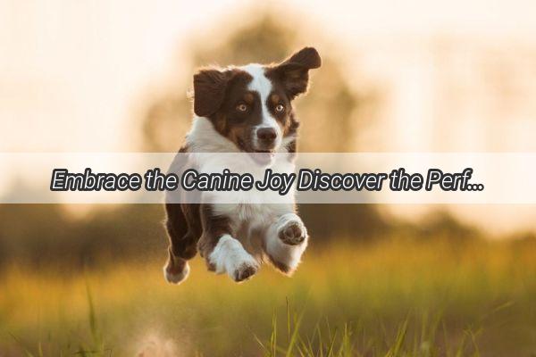 Embrace the Canine Joy Discover the Perfect PetFriendly Retreats Near Zhangqiu